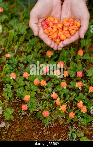 Cloudberry crescono nella foresta in Russia Foto Stock