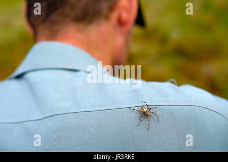 La crociera si siede sul dorso l'uomo. Foto Stock