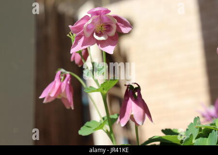 Columbine Foto Stock