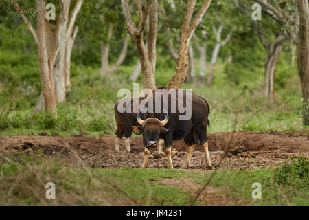 Indian Gaur ( Bos gaurus) - noto anche come bisonti indiani a piedi lungo la profonda foresta verde nella natura , Foto Stock