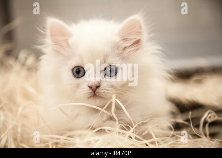 Piccolo cucciolo bianco Foto Stock