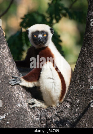 Un Coquerel il sifaka (Propithecus coquereli) in un albero guardando la telecamera nella foresta Anjajavy, Madagascar Foto Stock