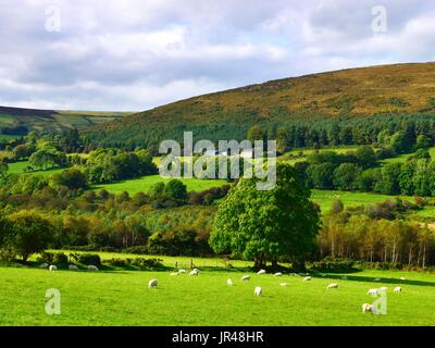 Una tarda estate vista del lussureggiante paesaggio della contea di Wicklow, Irlanda. Foto Stock