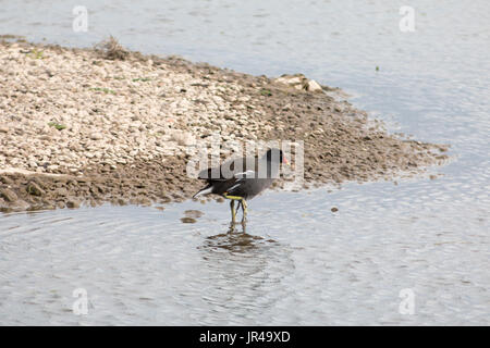 Comune (moorhen gallinula chloropus) Foto Stock