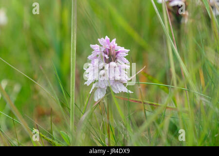 Orchidea macchiata (Dactylorhiza maculata) crescente selvatici in acida umida prateria di habitat in Islanda Foto Stock