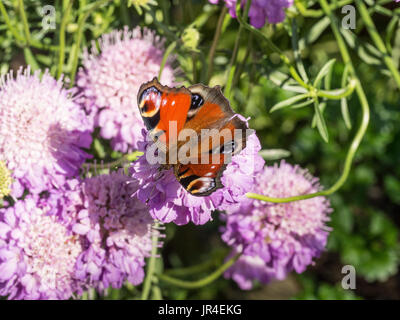 Farfalla pavone alimentazione su Scabious fiori Foto Stock