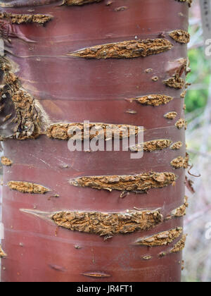Close up della corteccia di Prunus serrula ciliegio tibetano Foto Stock