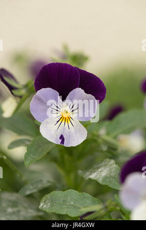 Fiore viola viola malva primavera estate Foto Stock
