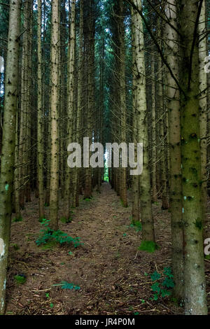 La foresta di abete rosso monocoltura, Baviera, Germania Foto Stock