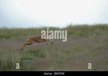 Il capriolo (DOE)-Capreolus capreolus, noto anche come il western Capriolo corre. Regno Unito Foto Stock