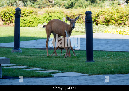 Fawn lo svezzamento dalla madre deer Foto Stock