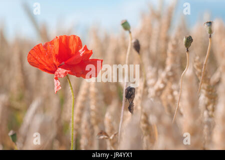 Un papavero rosso fiore in una golden mature campo di grano. Cielo blu in background. Foto Stock