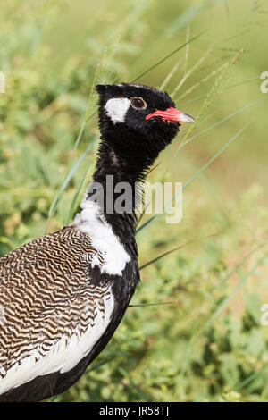 Nero nord Korhaan (Afrotis afraoides), chiamato anche bianco-quilled Bustard, maschio, Deserto Kalahari Foto Stock