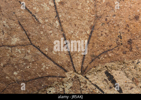 Foglia fossile, Mount Hood National Forest, Oregon Foto Stock