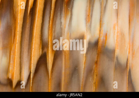 Crabtree Creek legno pietrificato, Oregon Foto Stock