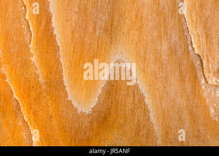 Crabtree Creek legno pietrificato, Oregon Foto Stock