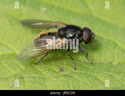 Hoverfly ona leaf Foto Stock