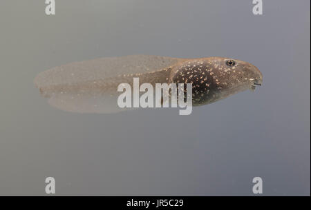 Rana comune tadpole nuoto sott'acqua Foto Stock