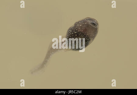 Rana comune tadpole nuoto sott'acqua Foto Stock