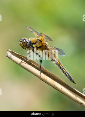 4 avvistato chaser dragonfly atterraggio sul pesce persico reed Foto Stock