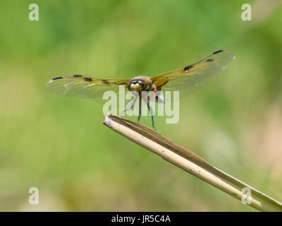 4 avvistato chaser dragonfly atterraggio sul pesce persico reed Foto Stock