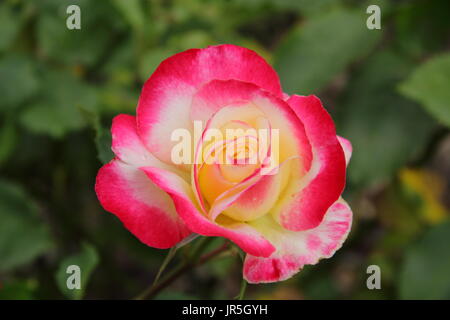 Rosa .Double Delight", una molto profumato rosa tea, in piena fioritura in un soleggiato giardino di confine, Regno Unito - Giugno Foto Stock