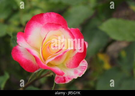 Rosa .Double Delight", una molto profumato rosa tea, in piena fioritura in un soleggiato giardino di confine, Regno Unito - Giugno Foto Stock