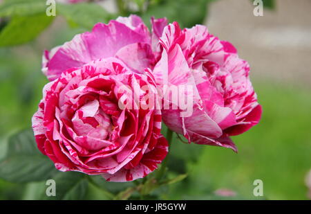 Rosa "Ferdinand Pichard", una vecchia a strisce rosa in piena fioritura, Regno Unito - Giugno. Modulo Gas Anestetici Foto Stock