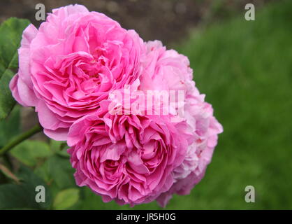 Rosa 'Louise Odier', un vecchio, bourbon rose, in piena fioritura in un giardino inglese confine in estate (giugno), Regno Unito Foto Stock