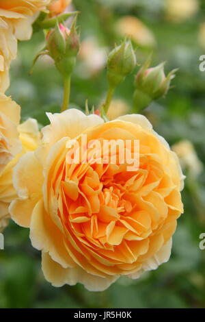 Rosa "Crown Princess Margareta', una scalata rosa Inglese allevati da David Austin, giardino inglese in estate Foto Stock