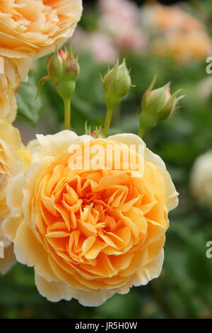 Rosa "Crown Princess Margareta', una scalata rosa Inglese allevati da David Austin, giardino inglese in estate Foto Stock