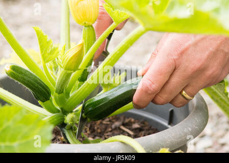 La raccolta di baby zucchine con coltello affilato Foto Stock