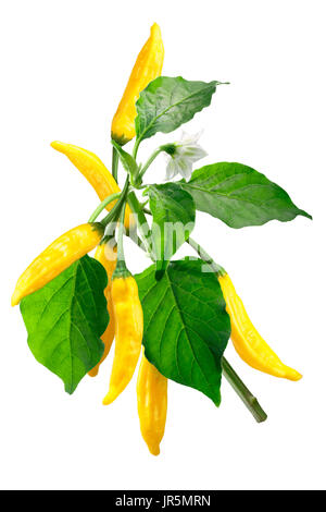 Aji Lemon Drop o Aji Limon Peperoncino (Capsicum baccatum). Frutta, foglie, fiori. Tracciato di ritaglio Foto Stock