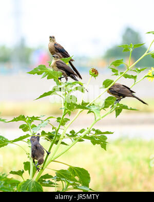 Un adulto genitore femmina grande-tailed Grackle, Quiscalus mexicanus, con gli occhi gialli, appollaiato su campi di girasoli con la sua neonata giovani. Oklahoma, Stati Uniti d'America. Foto Stock