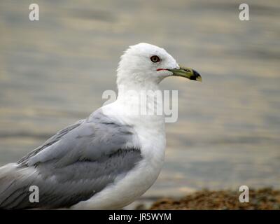 Seagull con shimmery acqua argento Foto Stock