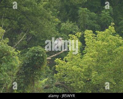 Heron arroccato su albero morto il ramo tra il verde di alberi Foto Stock