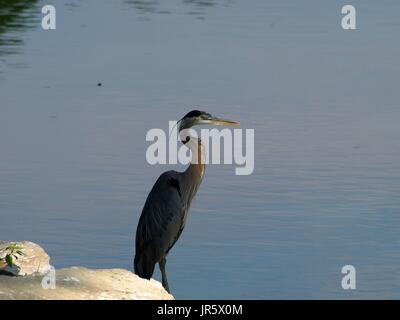 Airone cenerino su roccia vicino lago d acqua Foto Stock