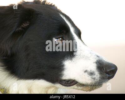 Bianco e nero Border Collie cane con occhi color ambra riprese ravvicinate Foto Stock