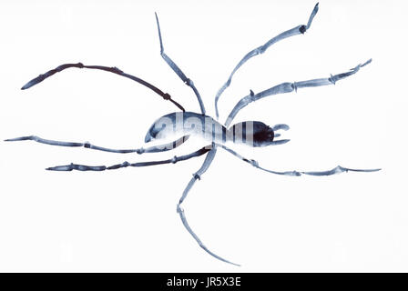 La formazione di disegno in stile suibokuga con vernici ad acquerello - Schizzo di ragno sul libro bianco Foto Stock