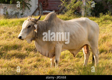 Brahman bull in Martinica, il Caribe Foto Stock