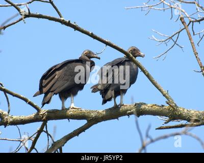 Due giovani capretti turchia avvoltoi in piedi in treetop Foto Stock