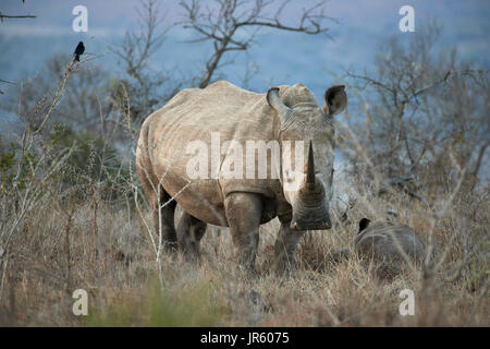 Piazza Rhino a labbro (bianco) (Ceratotherium simum) - madre e del polpaccio in piedi la bushveld africani al tramonto Foto Stock