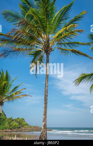 Spettacolare e suggestiva coconut Palm tree dal Itacare Bahia Brasile nord-est Foto Stock