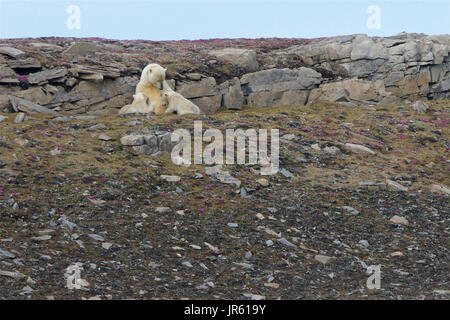 Una madre Orso Polare allattamento le sue due lupetti, in Svalbard, Norvegia Foto Stock