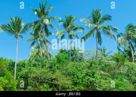 Spettacolare e suggestiva spiaggia paradiso in Itacare Bahia Brasile nord-est Foto Stock