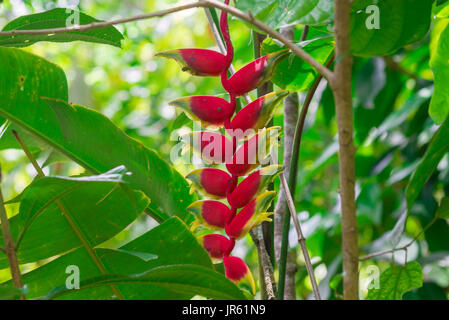 Appendere Lobster Claw, Heliconia rostrata, fiore isolato sulla foresta Foto Stock