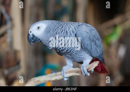 Pappagallo grigio africano (Psittacus erithacus timneh) Questo pappagallo è felice di essere arroccato e guardando verso la telecamera Foto Stock