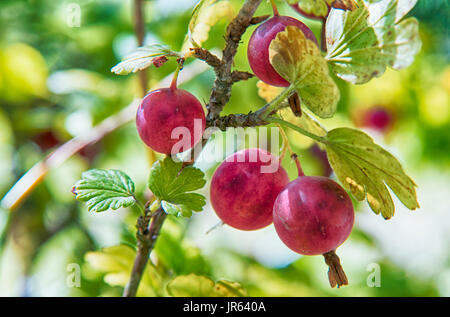 Uva spina succursale con bacche mature nel giardino estivo Foto Stock