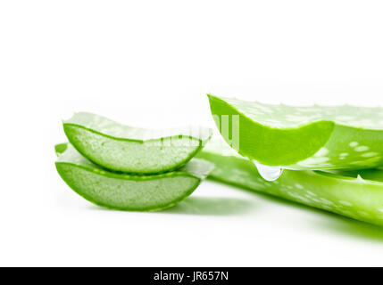 Aloe vera foglia fresca. isolate su sfondo bianco. Foto Stock