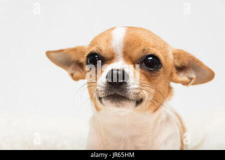 Carino tan e bianco Chihuahua cucciolo su sfondo bianco Foto Stock